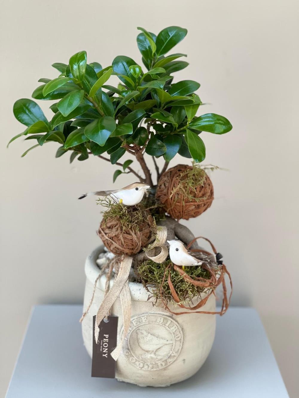 Bird Mini Bonsai Ağacı